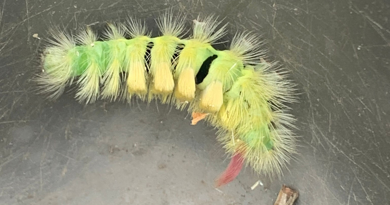 image from Return of the Worms